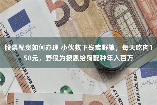 股票配资如何办理 小伙救下残疾野狼，每天吃肉150元，野狼为报恩给狗配种年入百万